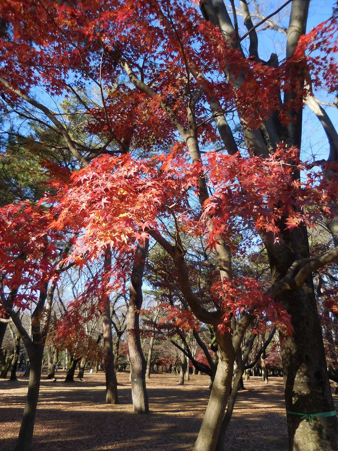 代々木公園