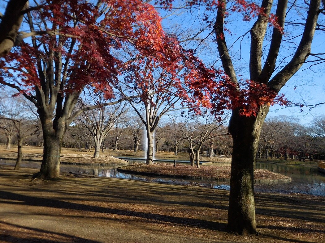 代々木公園