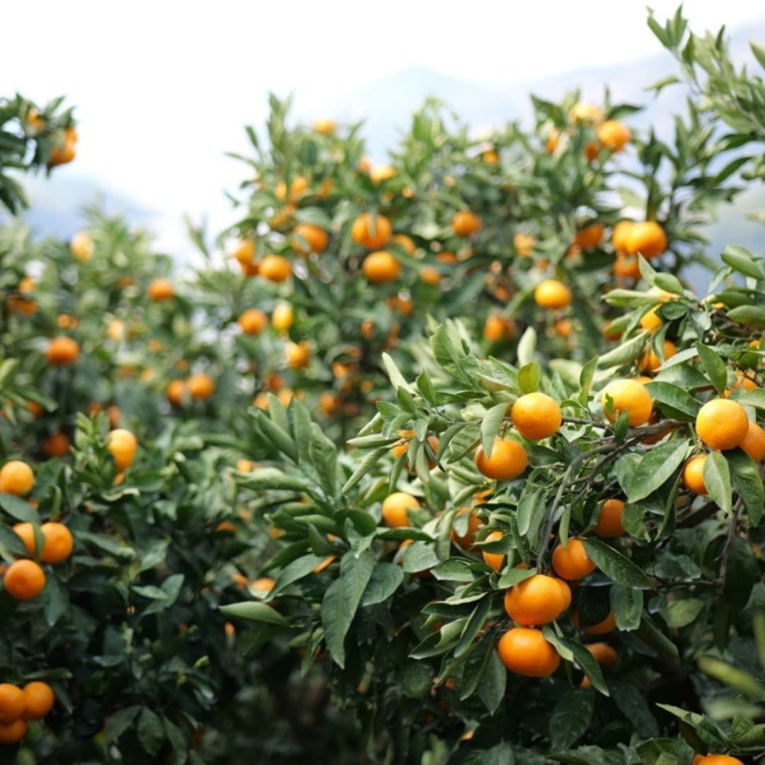 046843_20251216_01_02