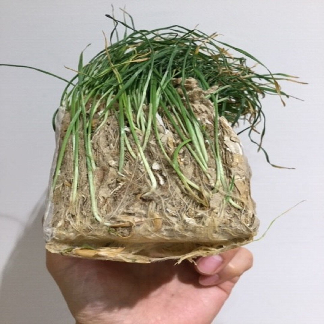 【難波】ふさふさの猫草に、猫もよろこぶ。