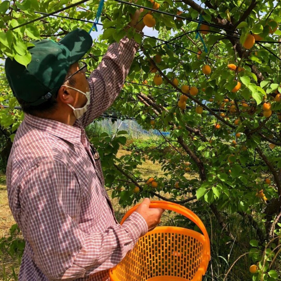 山木農園