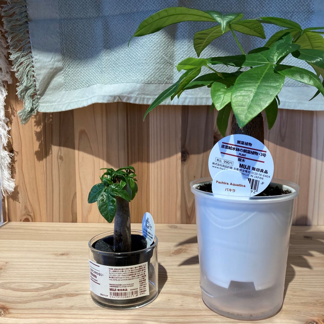 グリーン入荷のお知らせ　パキラ　01