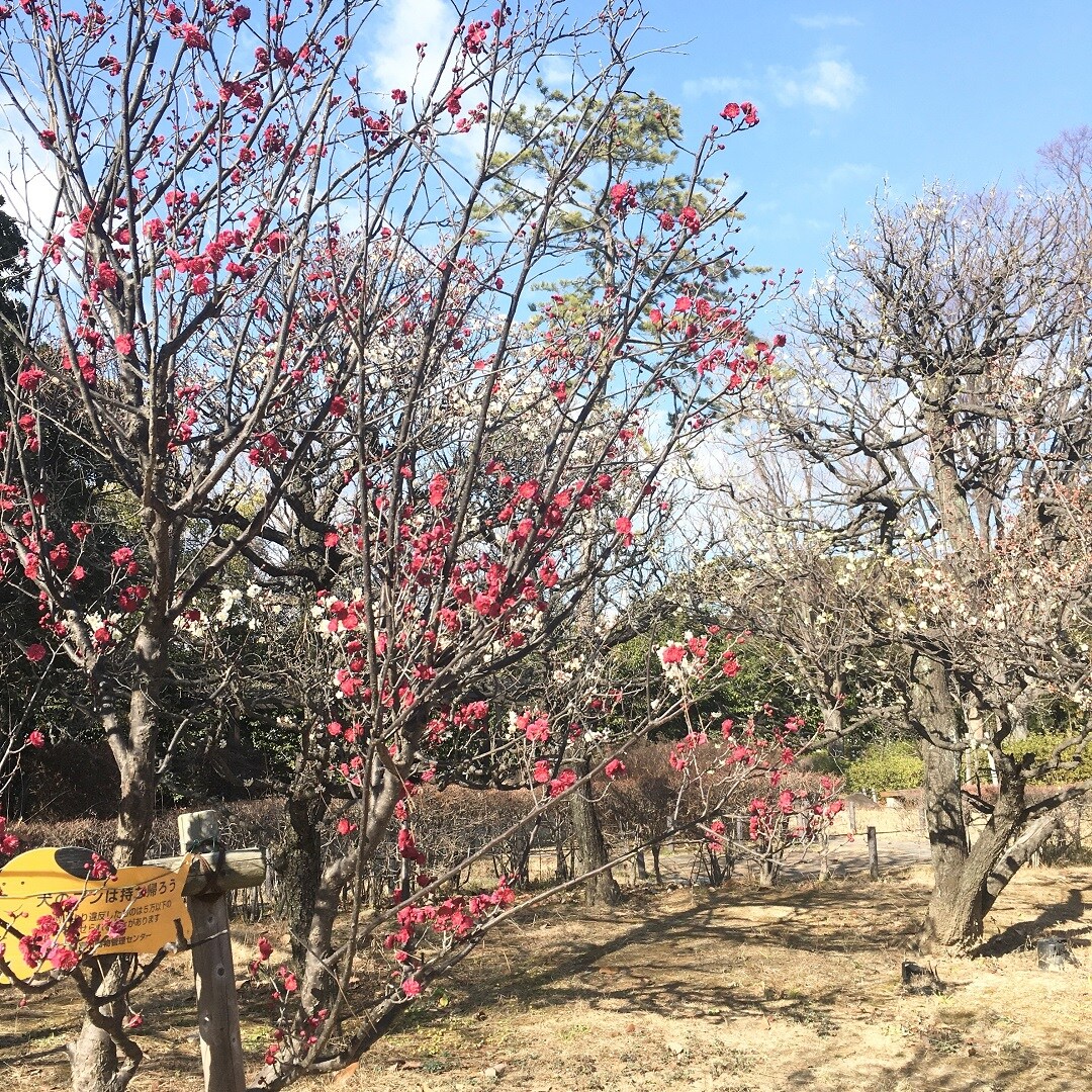 【ららぽーと甲子園】春日和