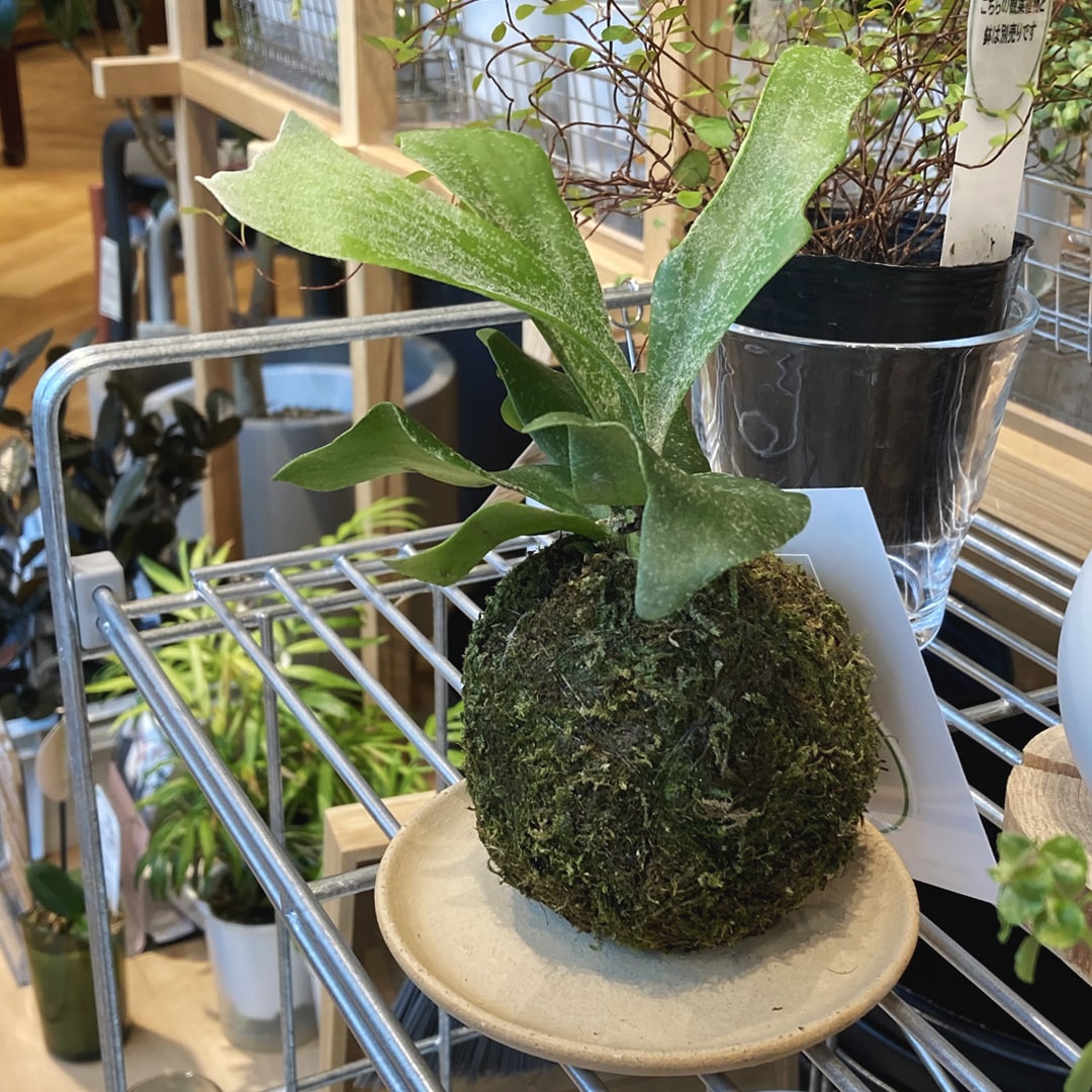 【マルエイガレリア】新しいグリーンが入荷しました