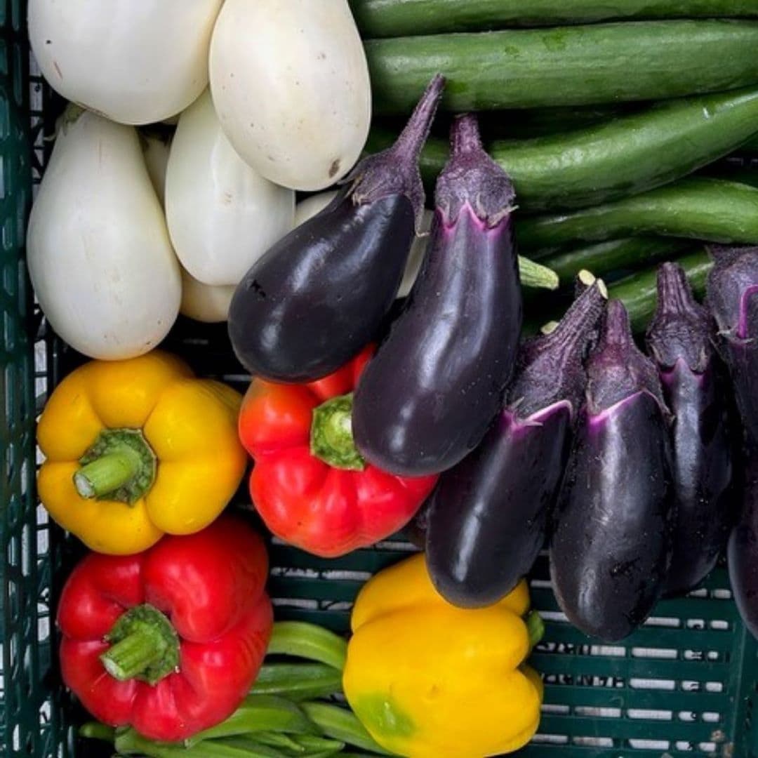 とれたて野菜の写真