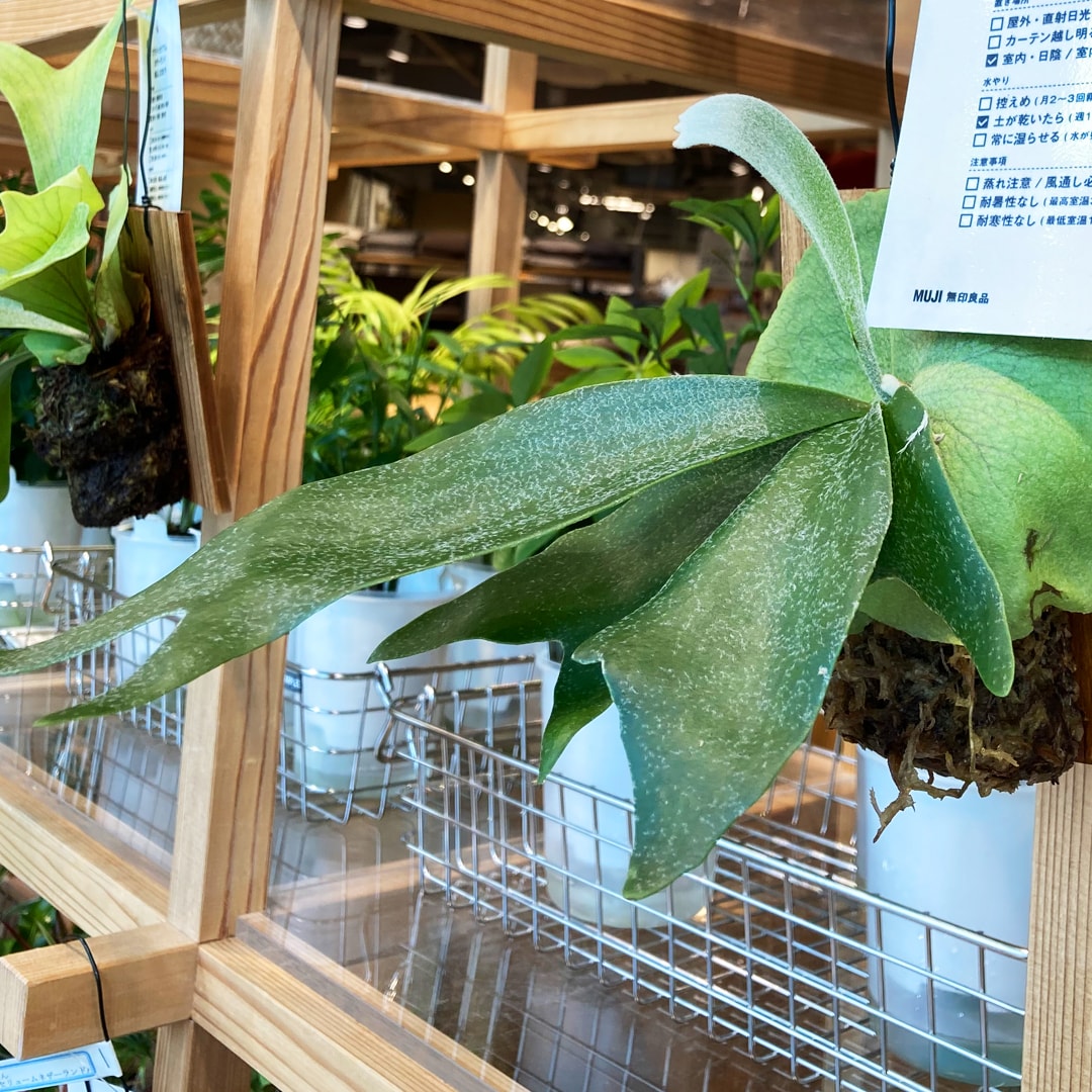 【マルエイガレリア】グリーン入荷のお知らせ