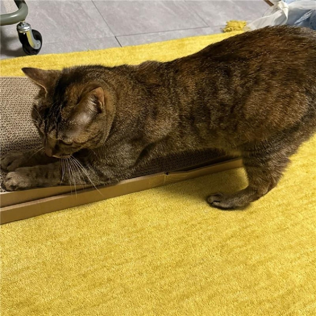 猫爪とぎ中