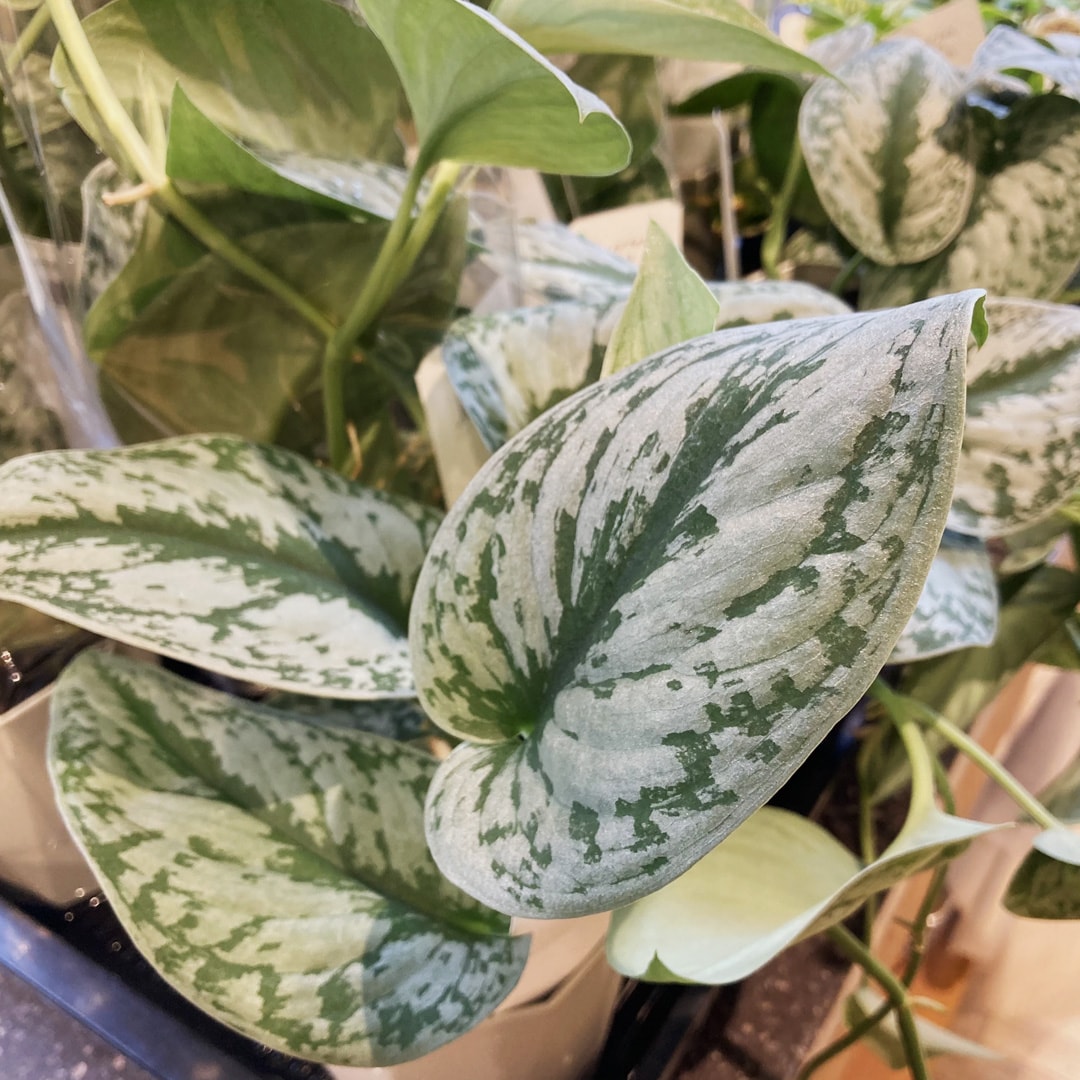 【マルエイガレリア】新しいグリーンが入荷しました