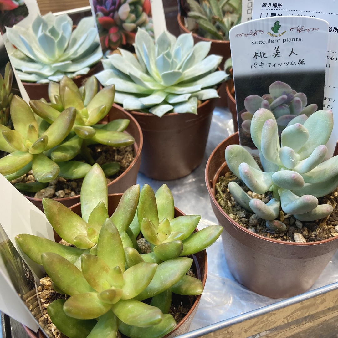 【マルエイガレリア】新しいグリーンが入荷しました