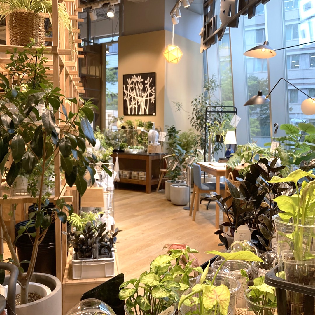 【マルエイガレリア】新しいグリーンが入荷しました