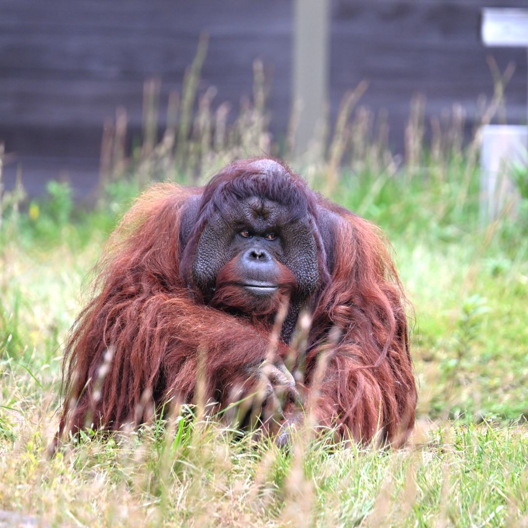 【ゆめが丘ソラトス】第３弾　「よこはまの動物園 大判ハンカチ」_x9hANa