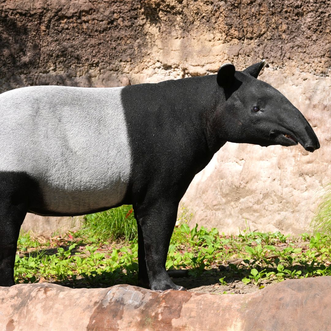 【ゆめが丘ソラトス】第３弾　「よこはまの動物園 大判ハンカチ」_2lyAdR