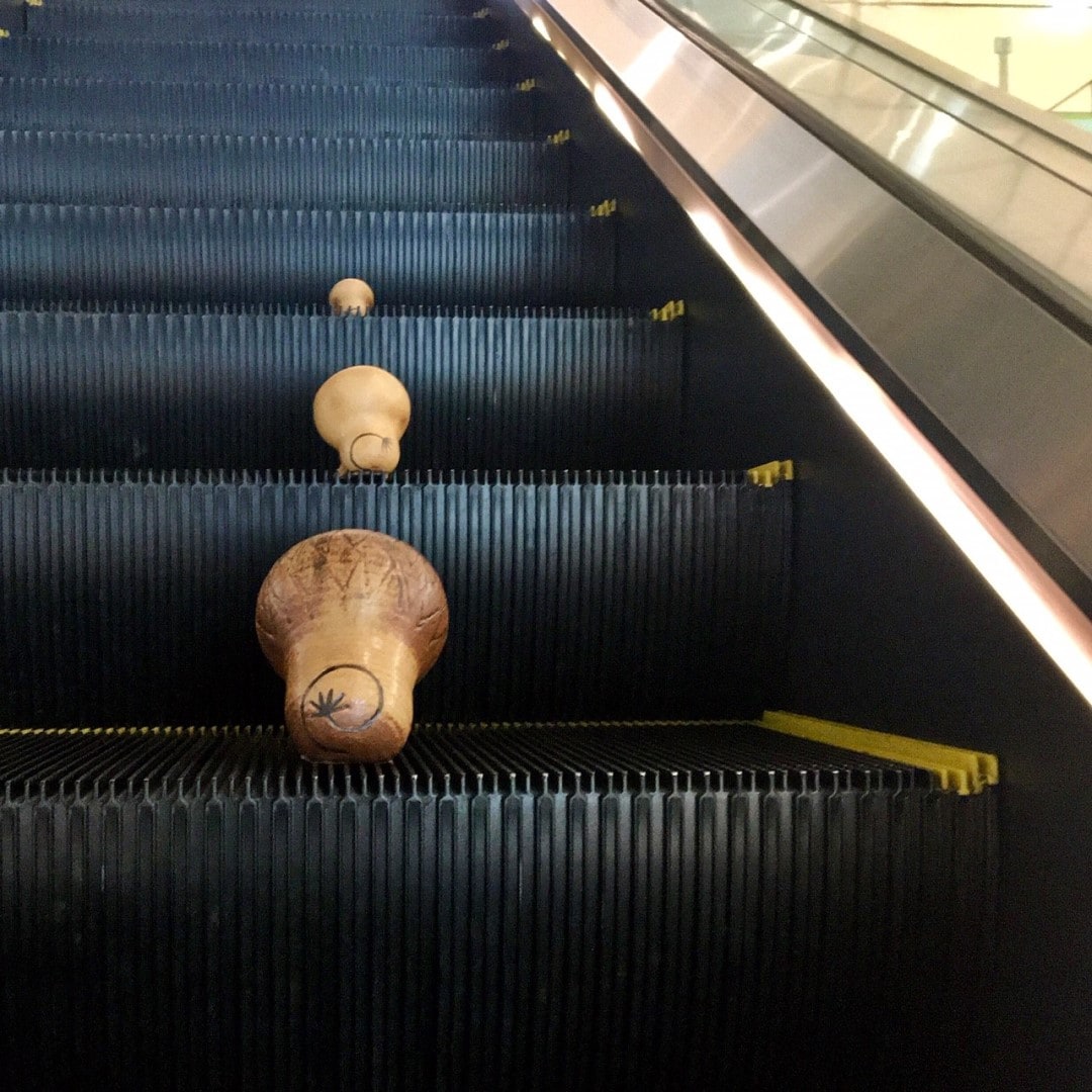 ライオン