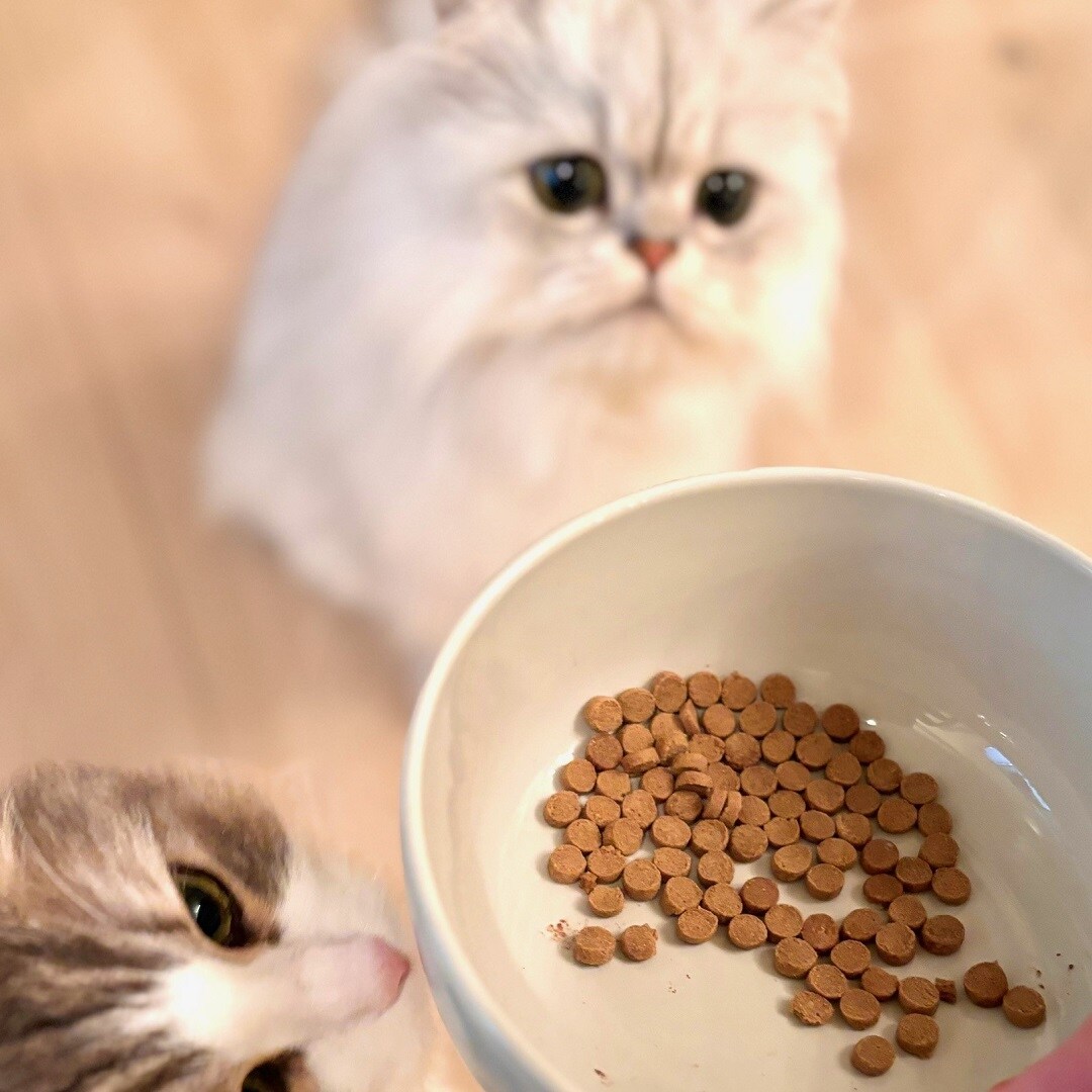 【ザ・モール仙台長町】素材を生かした猫のごはん