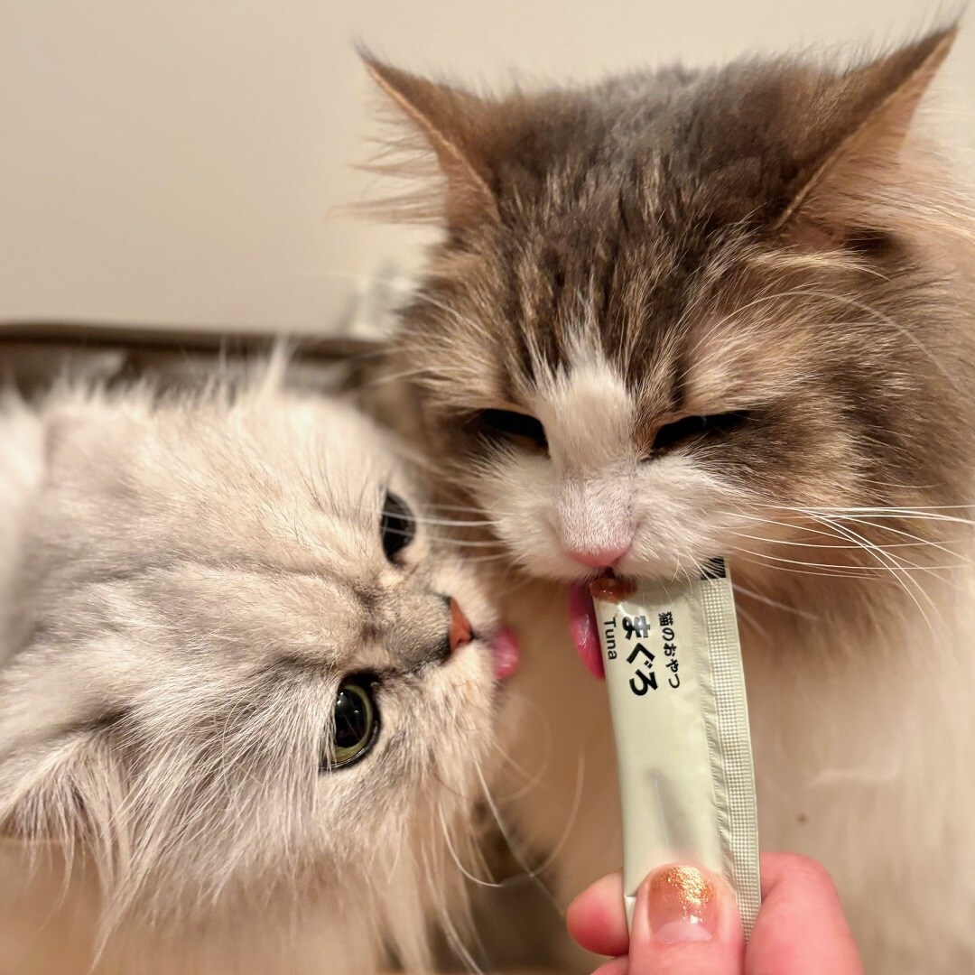 【ザ・モール仙台長町】素材を生かした猫のおやつを食べる姿