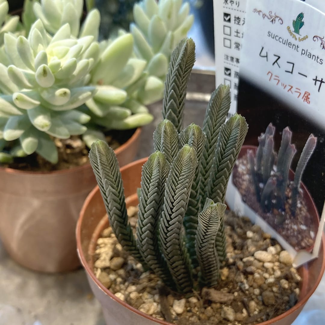 【マルエイガレリア】新しいグリーンが入荷しました