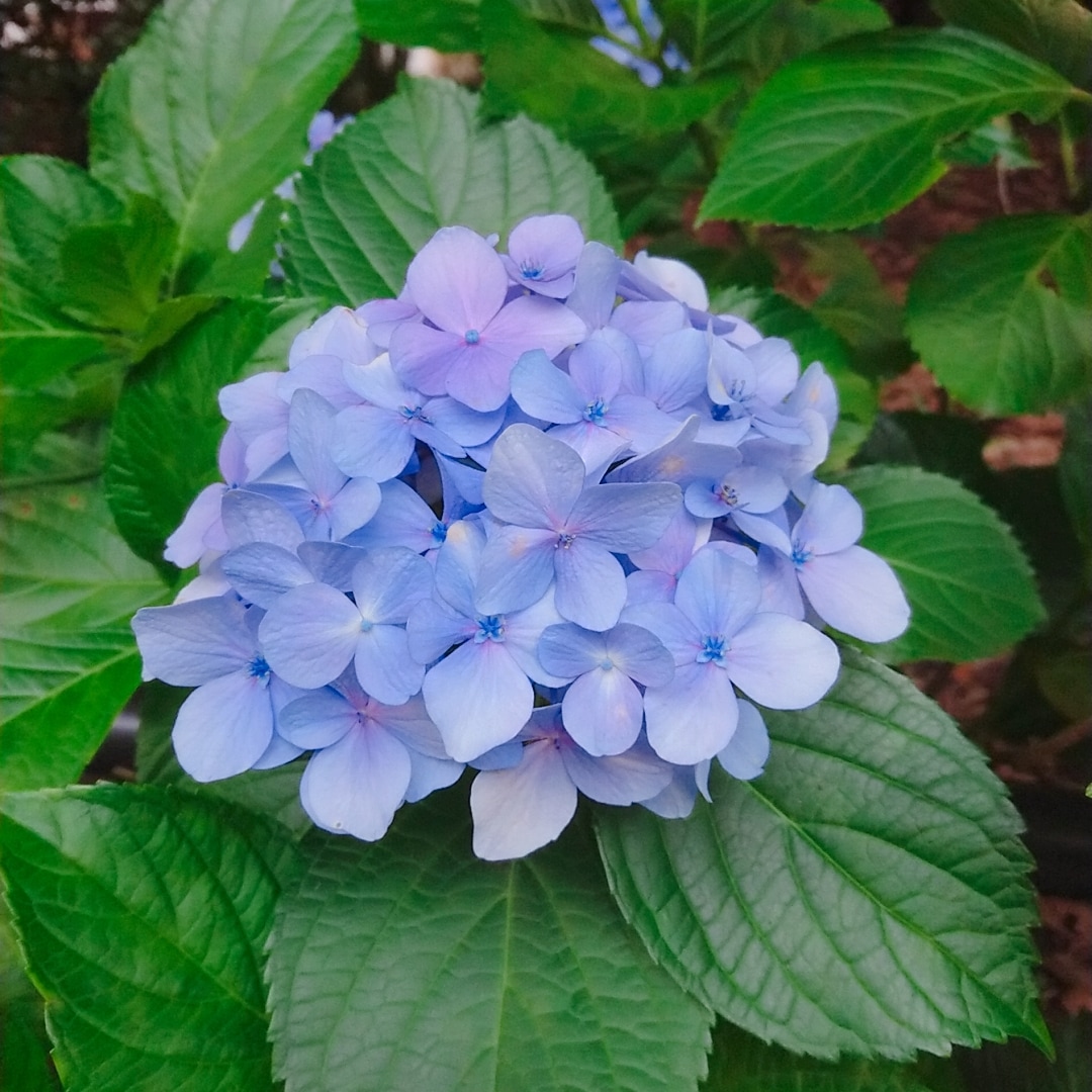 【上野マルイ】フライパンでパパっとごはん