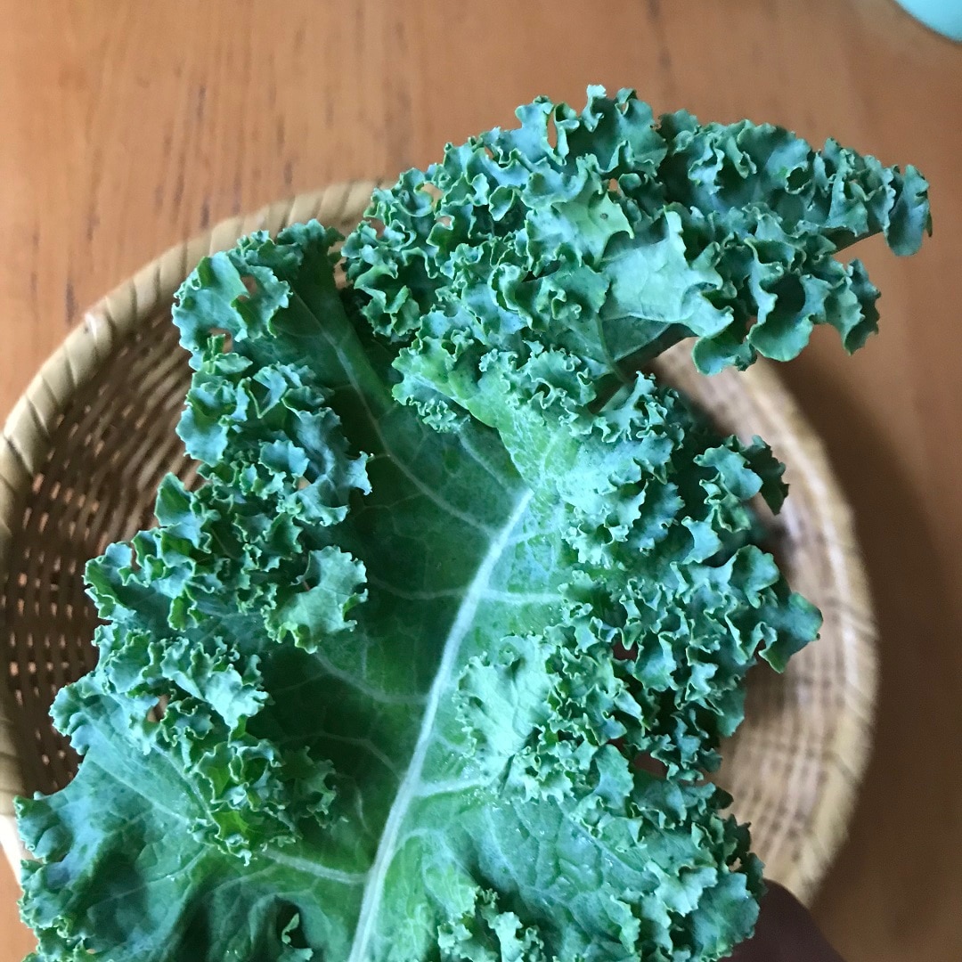 ケール2