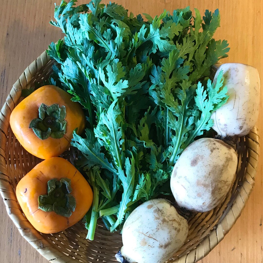 柿春菊古代蓮根