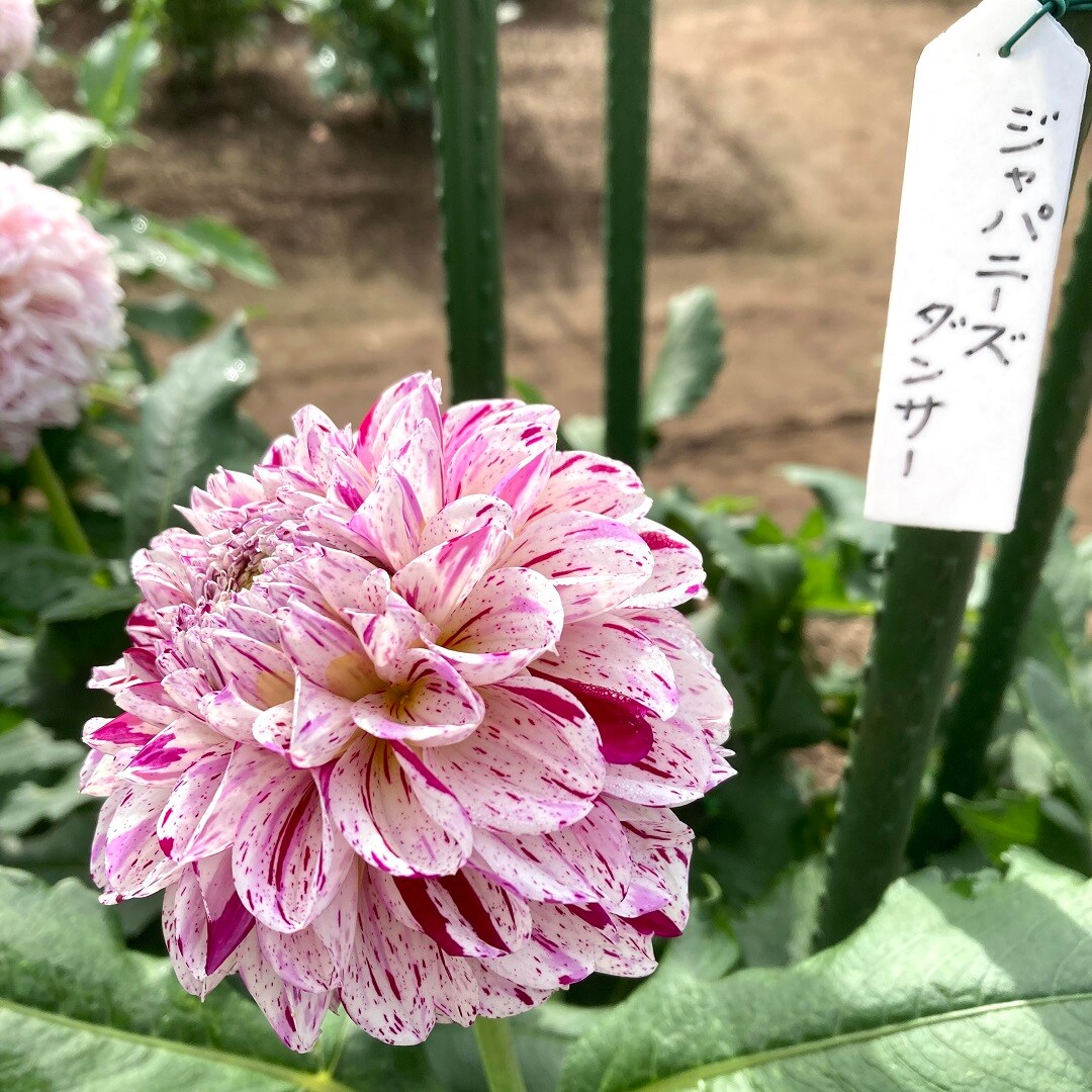 【イオンモール秋田】素敵