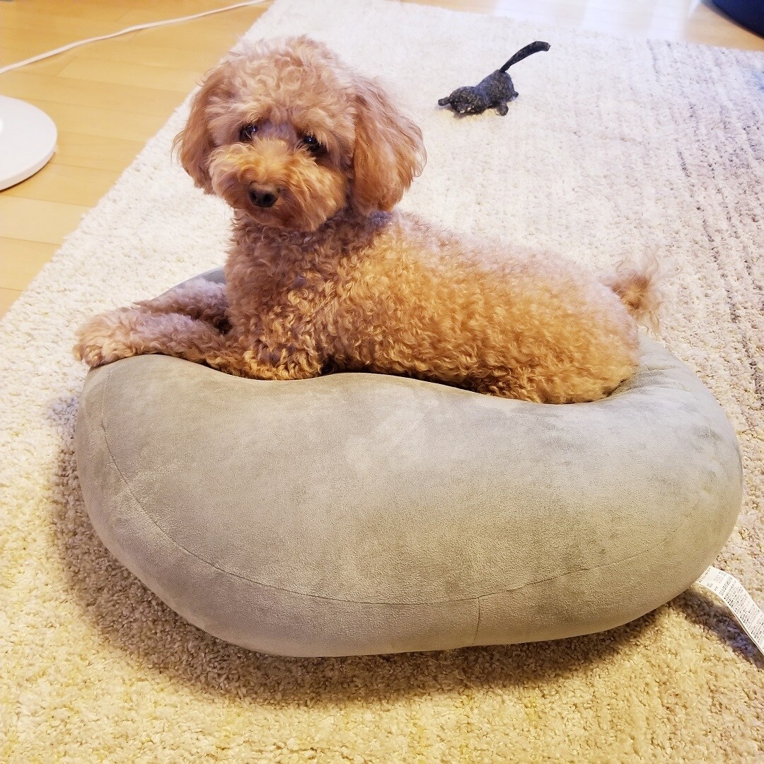 【イオンモール成田】マルチクッション