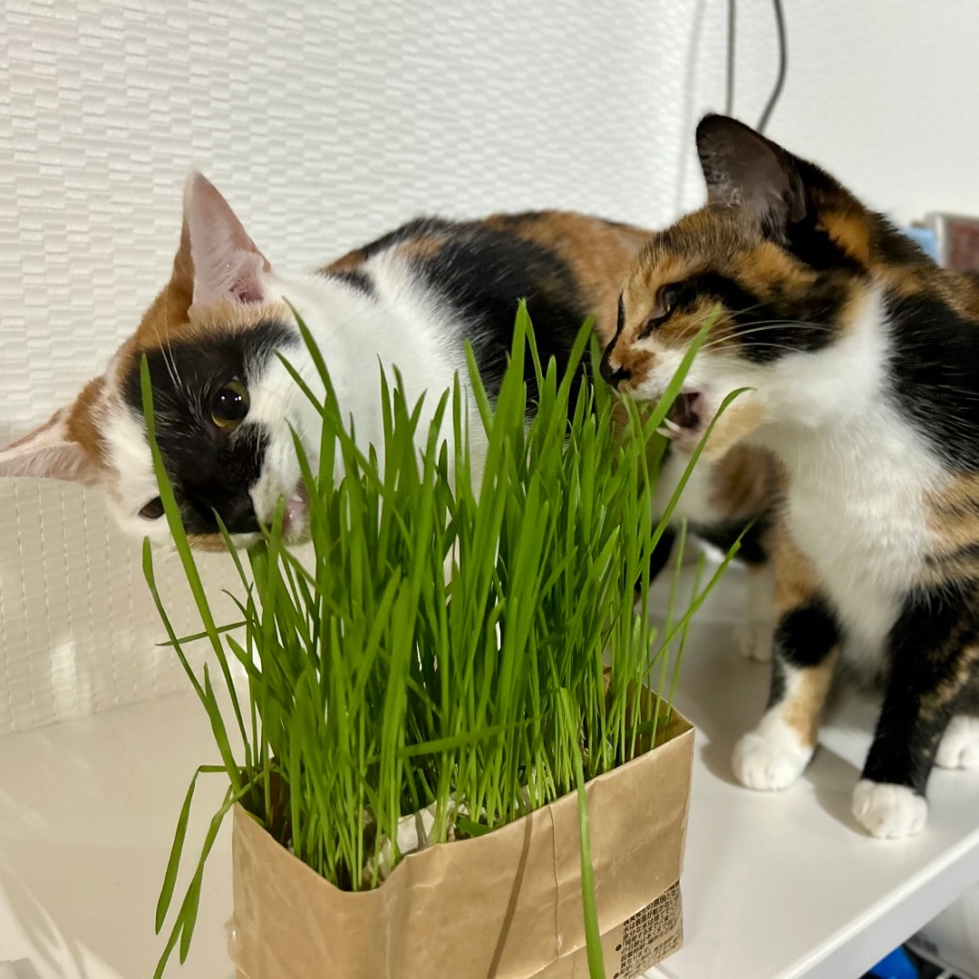 【イオンモール広島府中】我が家も猫草デビュー