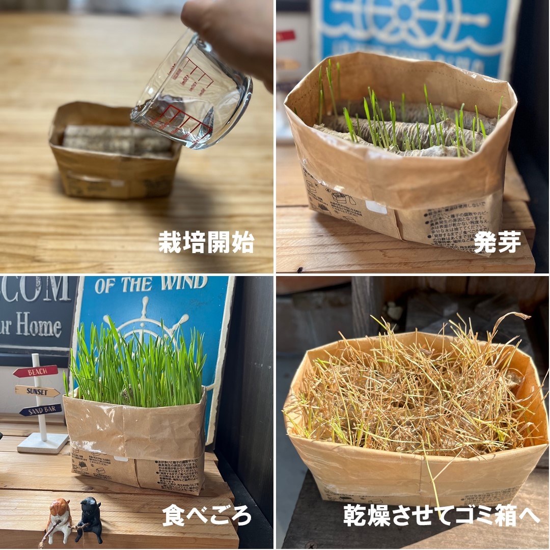 猫草栽培セットを使って猫草を育てている様子です。