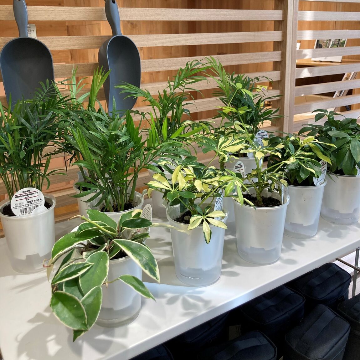 観葉植物商品画像