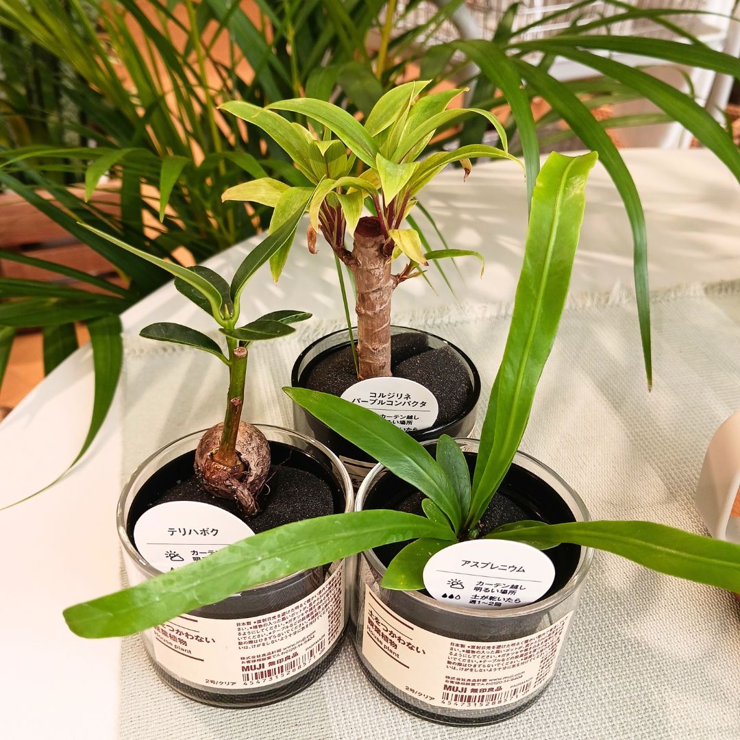 土を使わない観葉植物2号