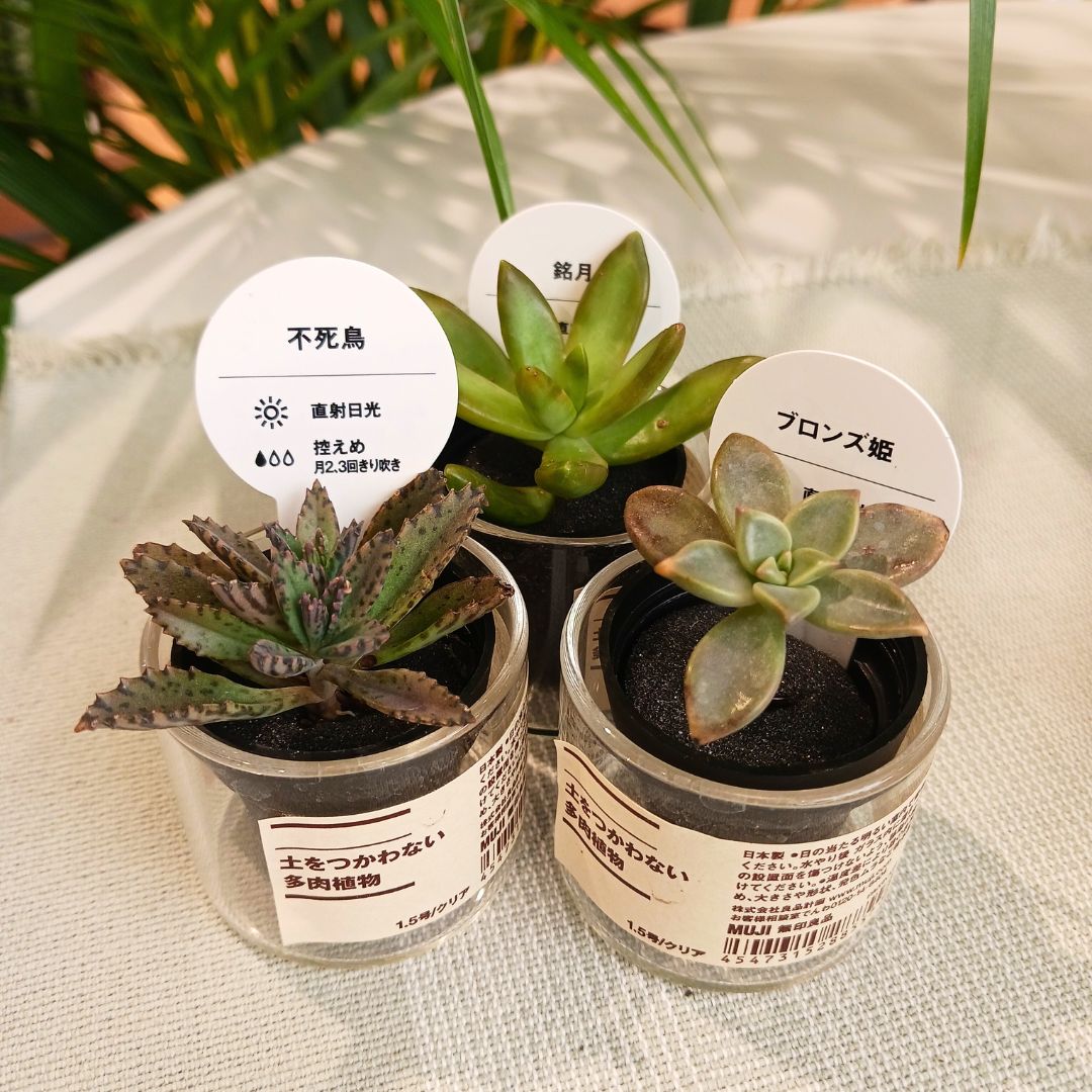 土を使わない多肉植物1.5号