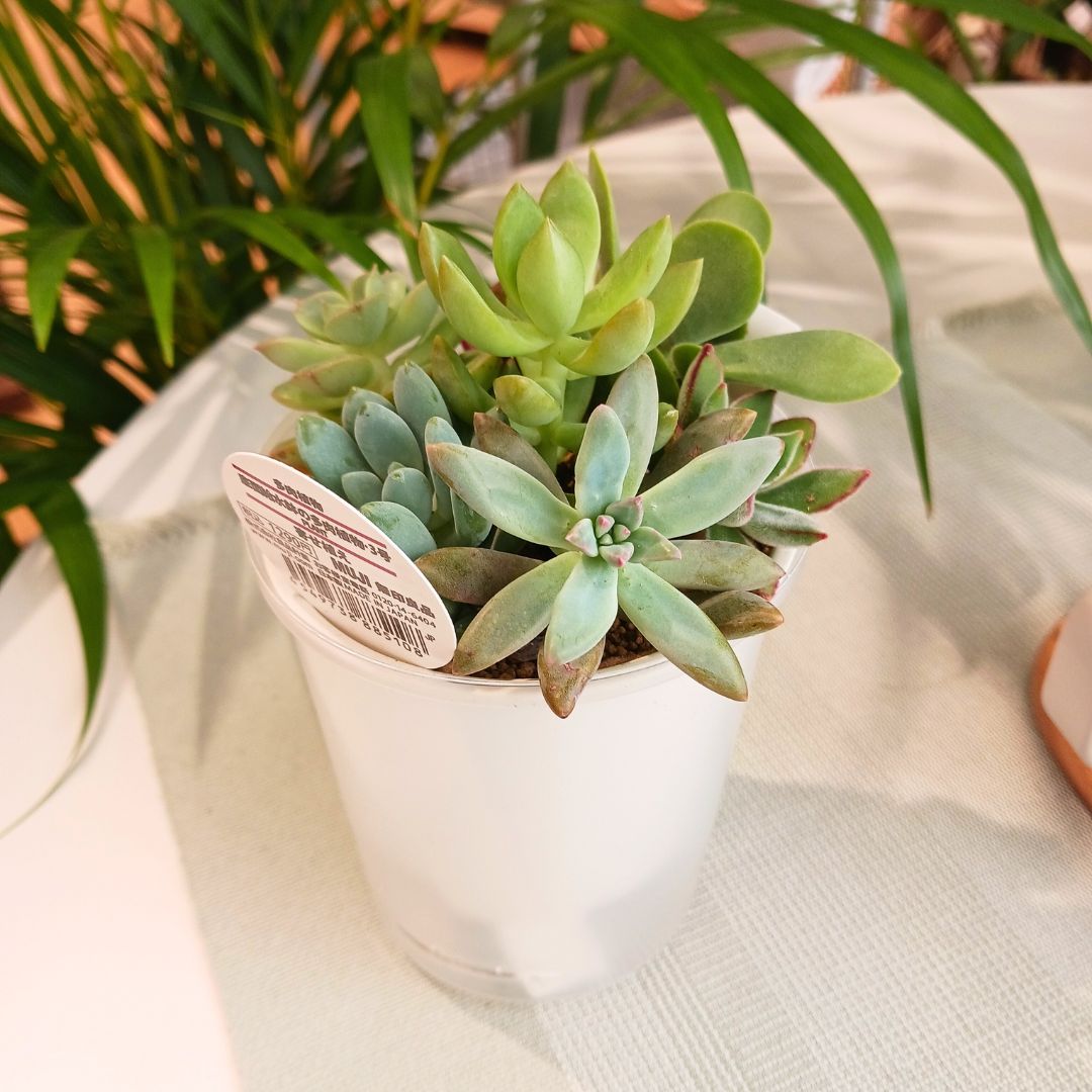 底面給水鉢の多肉植物3号