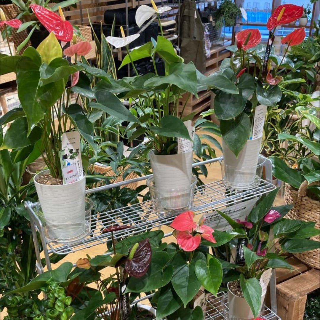 アンスリウムの画像