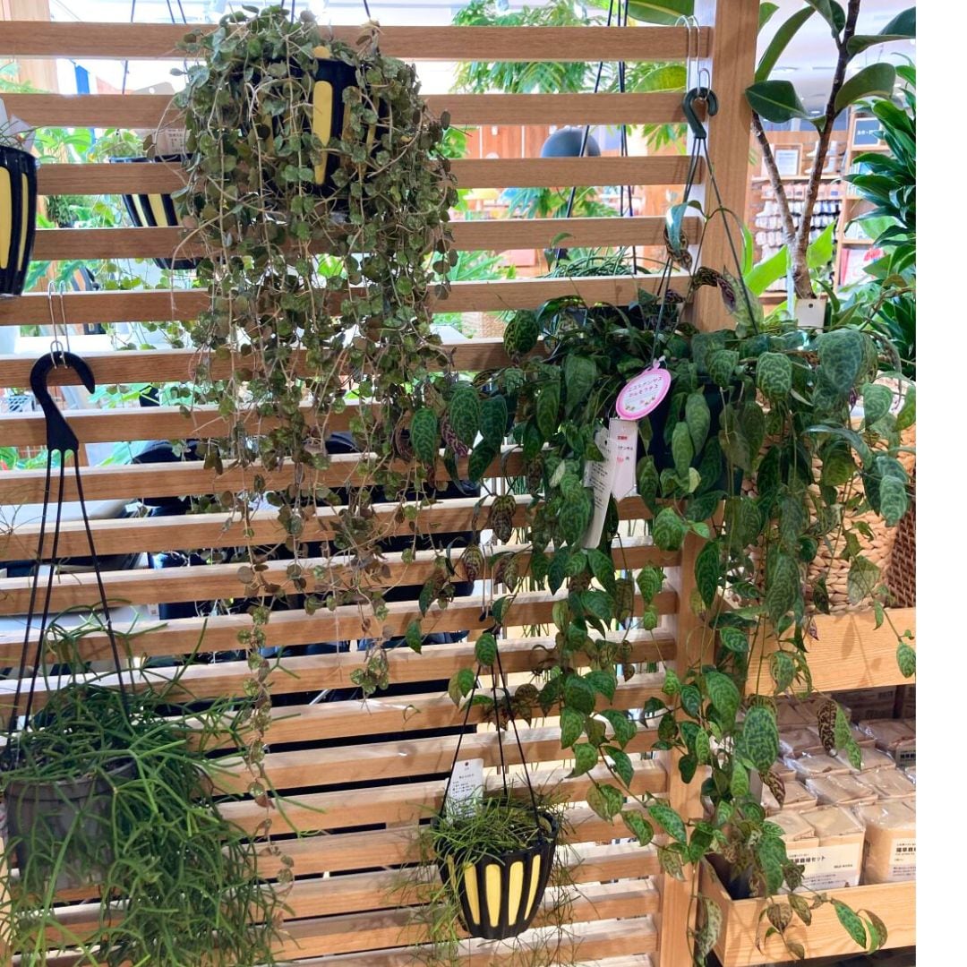 コニファー系画像