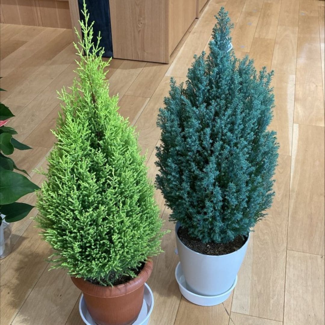 コニファー系画像