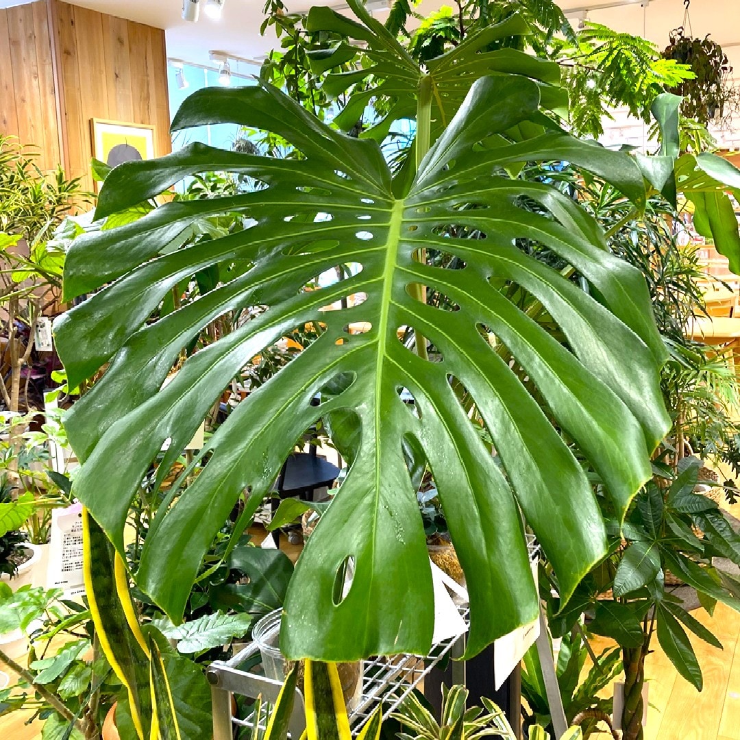 【錦糸町パルコ】今月の一鉢|南国の風を届ける「モンステラ」 _j1VJ77