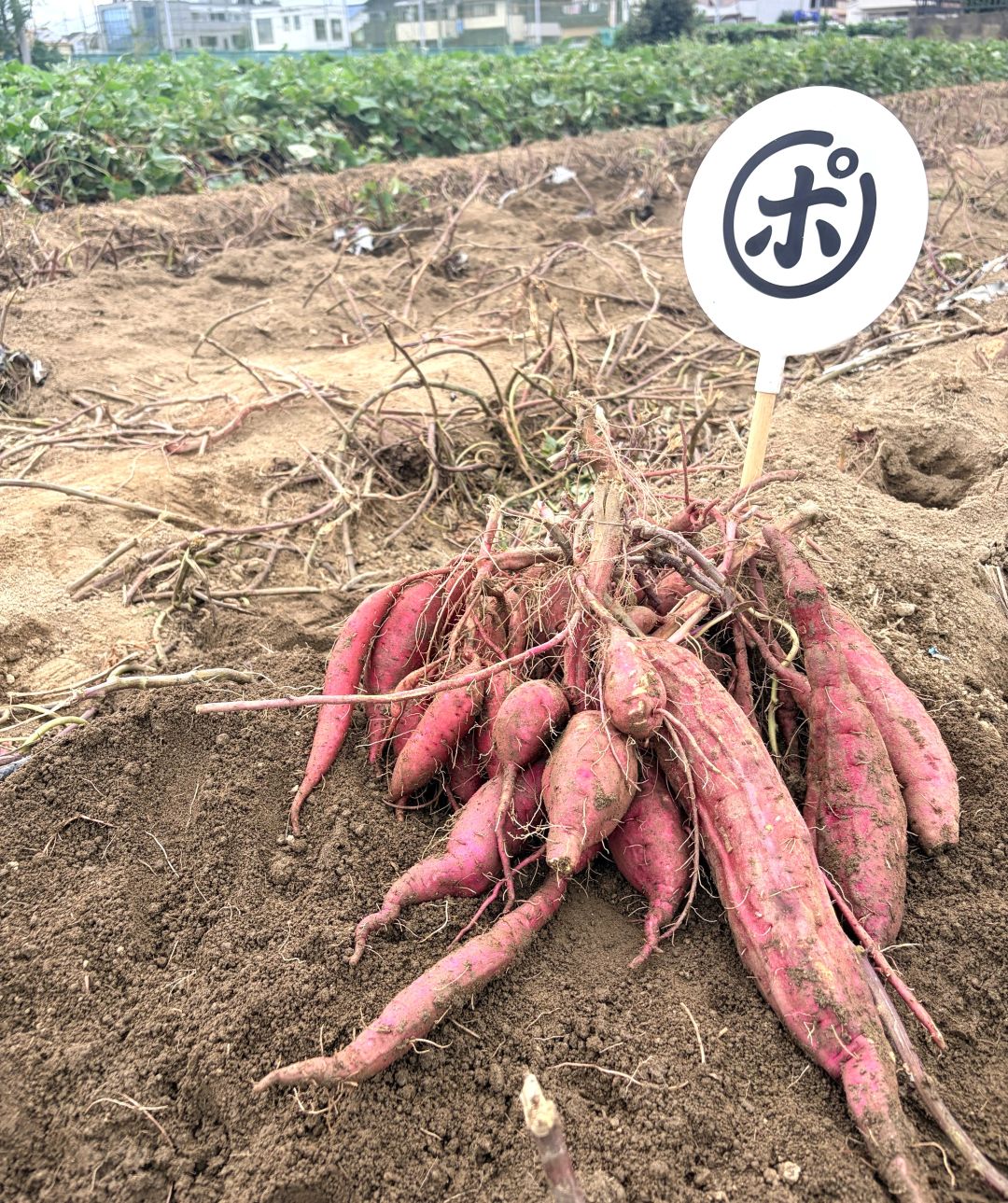 【堺北花田】オオサカポテトの夢シルクが入荷してます｜青果売場_rpdYT3