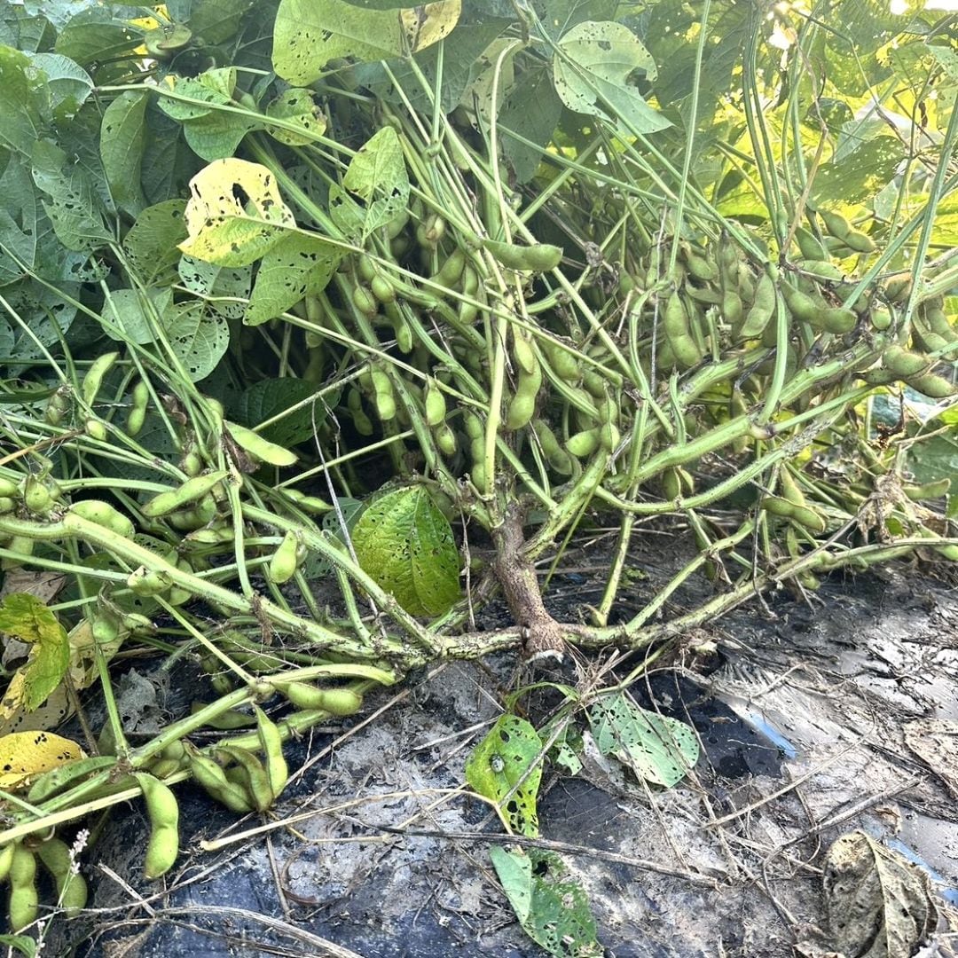 【堺北花田】ONE BEANSさんの丹波篠山黒枝豆が入荷しています｜青果売場から_6YKAcI