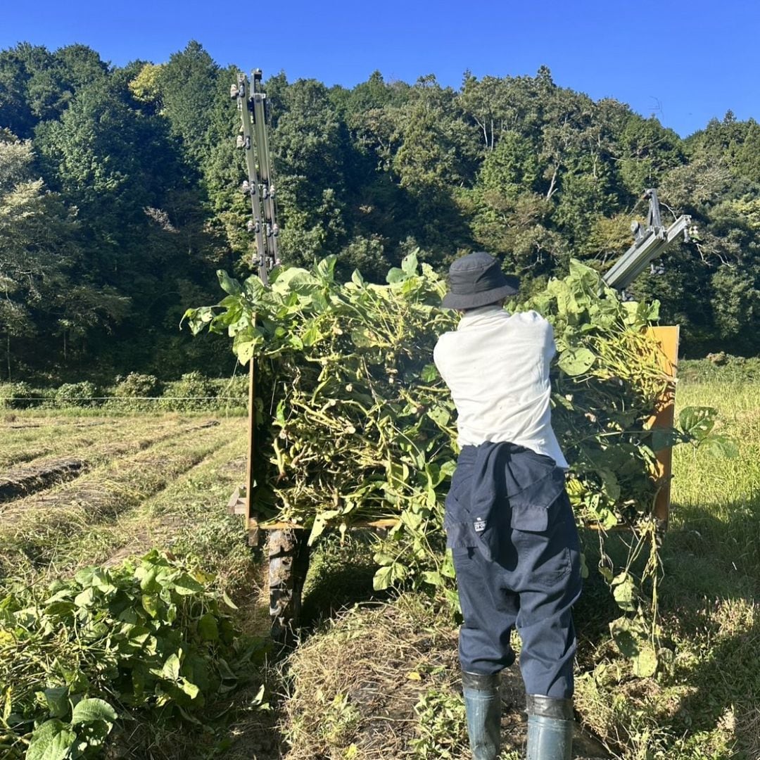 【堺北花田】ONE BEANSさんの丹波篠山黒枝豆が入荷しています｜青果売場から_KbrJ1M