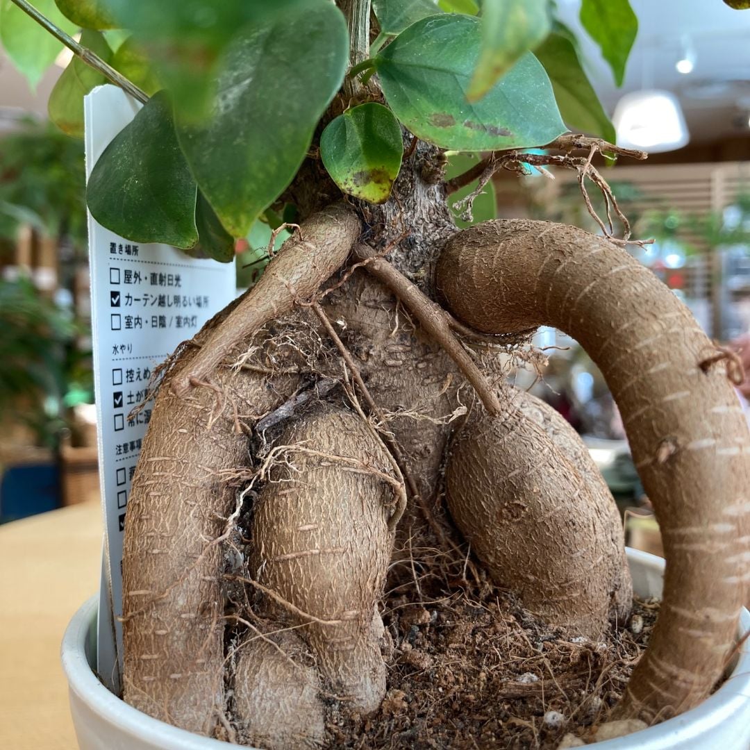 ガジュマルの幹の画像