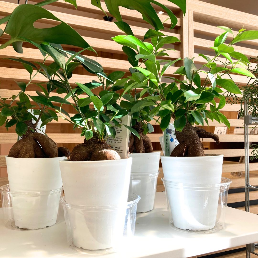 ガジュマルの全体画像