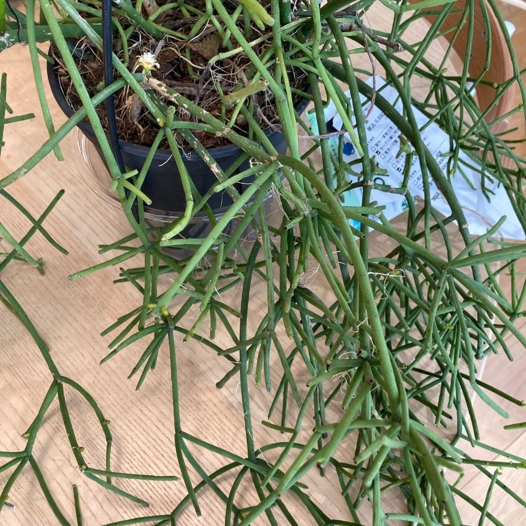 リプサリスヘテロクラダの画像