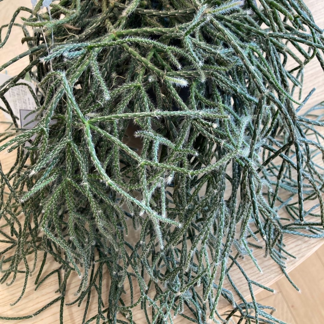 リプサリスピロカルパの画像