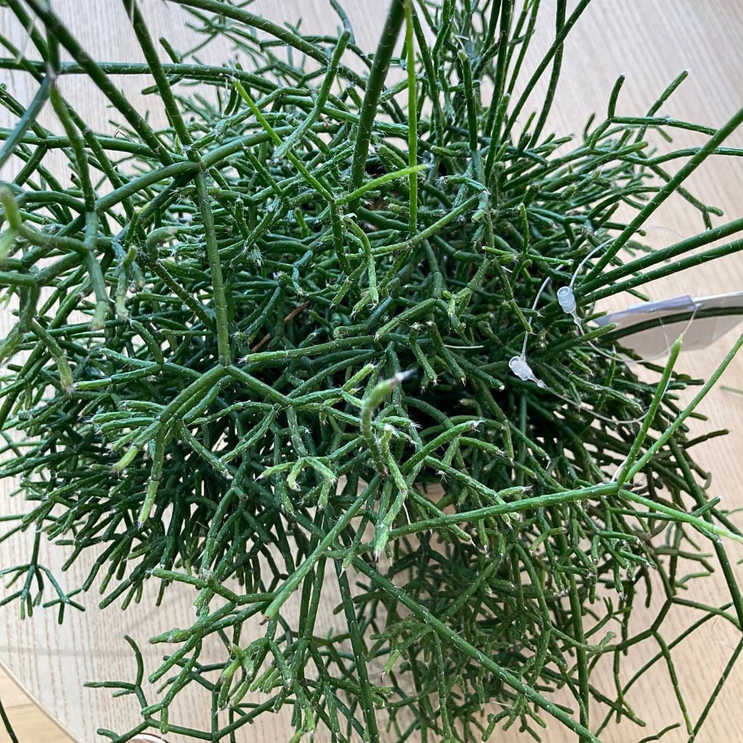 リプサリスクレウスクラの画像