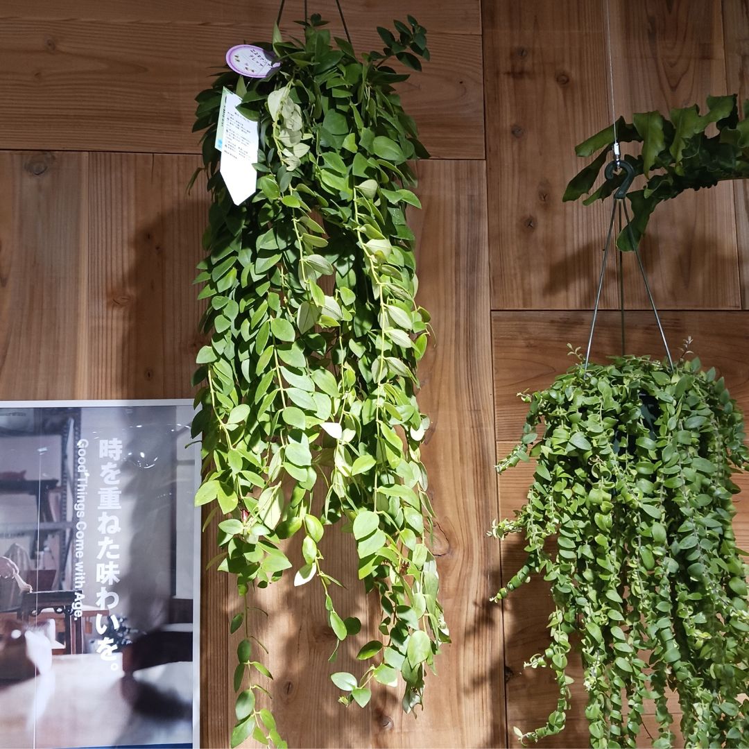 エスキナンサスの画像