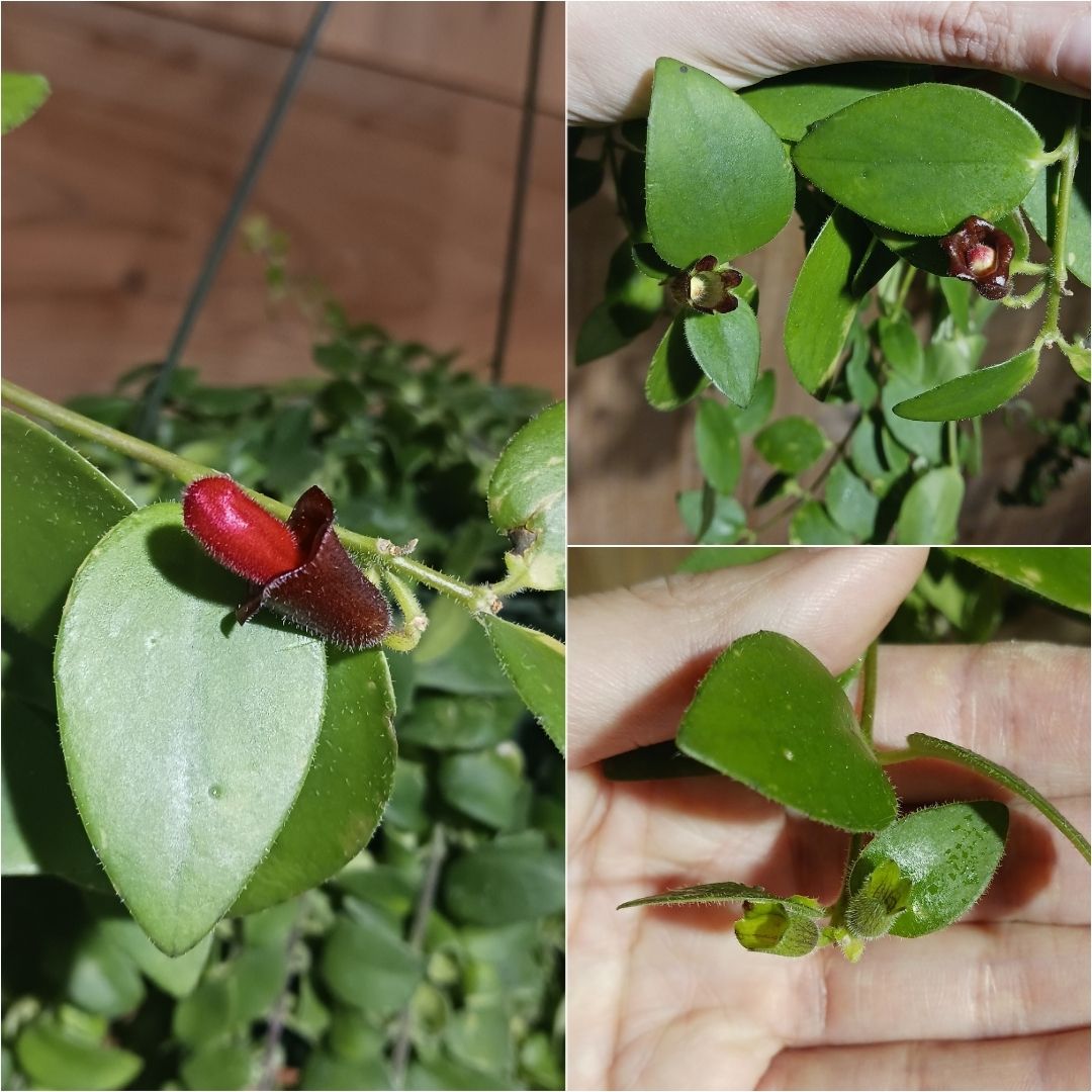 エスキナンサスの花の画像