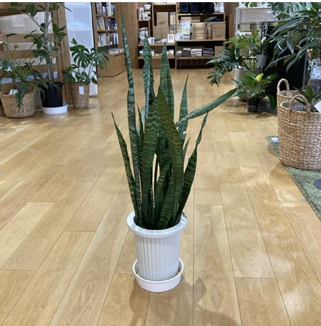 サンスベリアゼラニカ