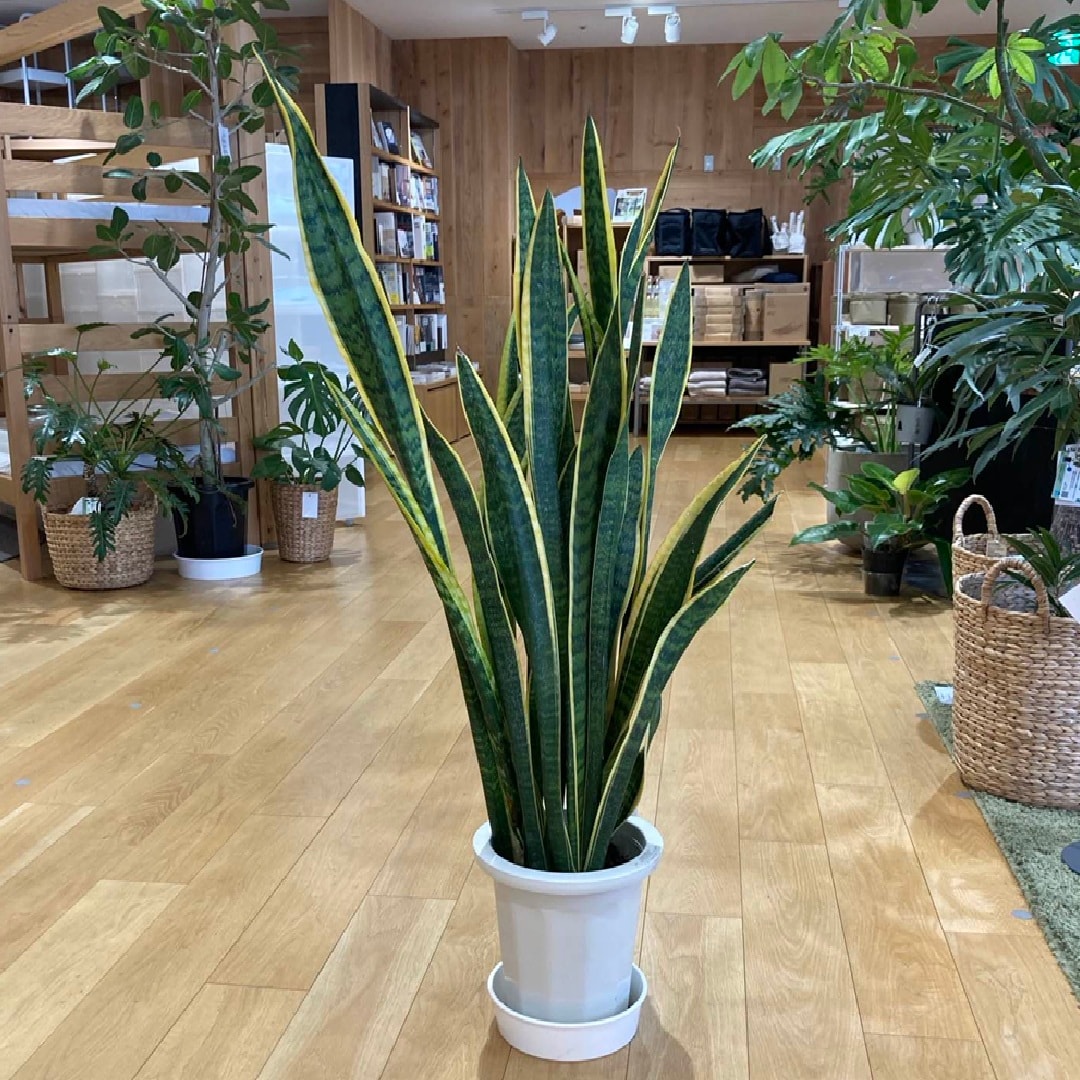 サンスベリアローレンチの画像