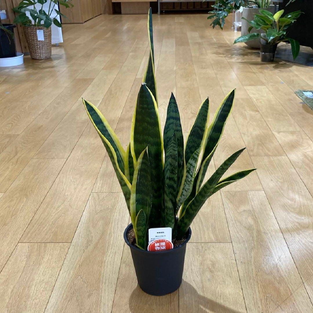 サンスベリアローレンチの画像