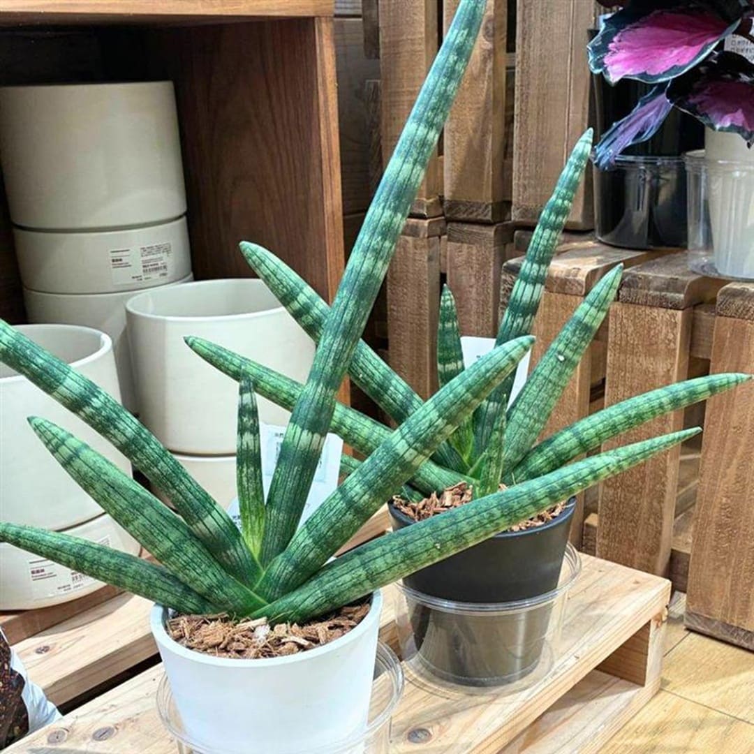 サンスベリアボンセレンシスの画像