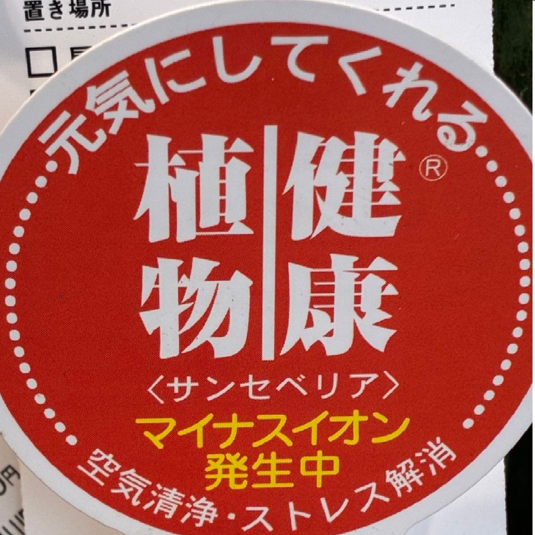 サンスベリアタグ